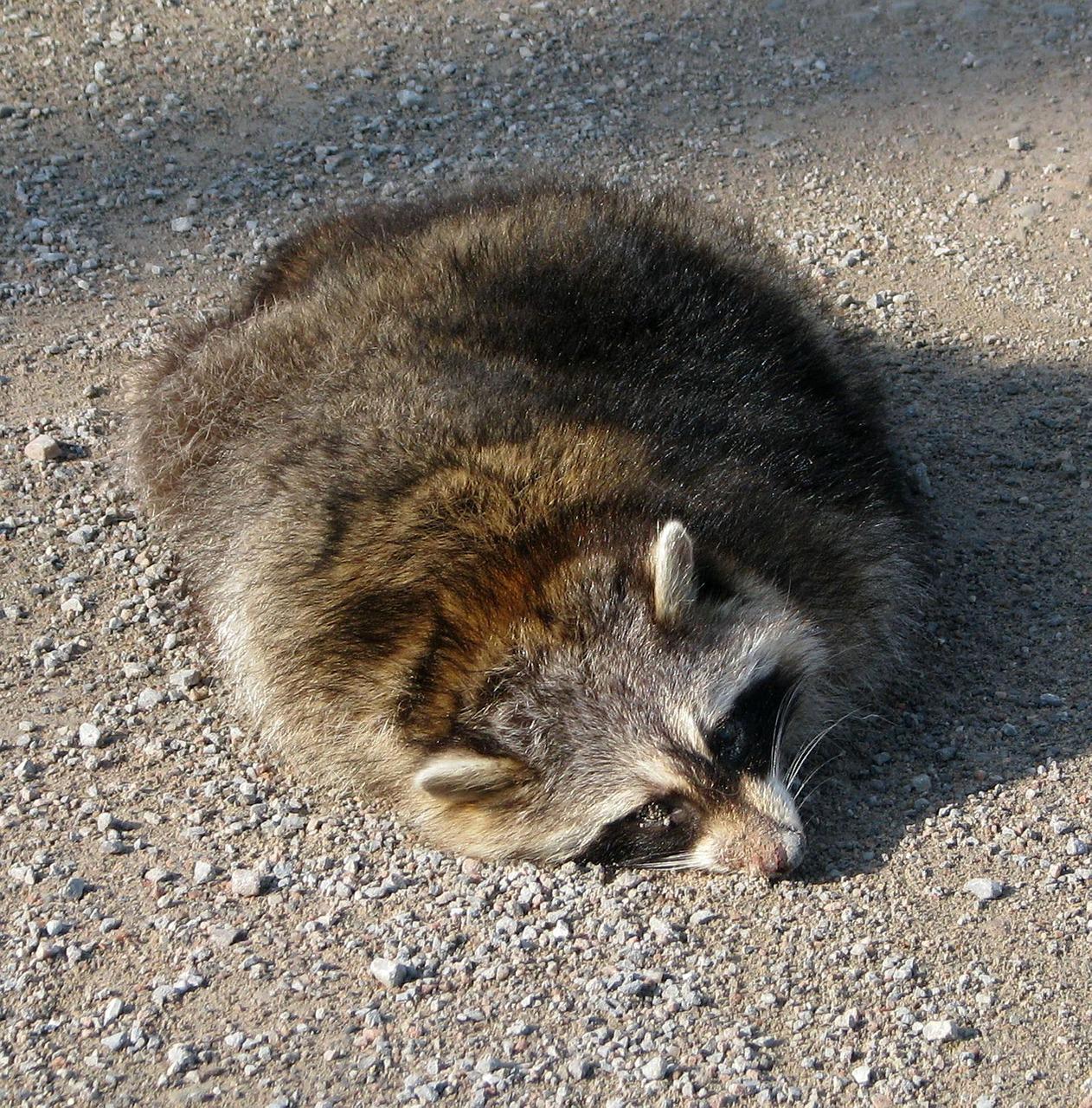 Diese amöbenartige Form nimmt ein Waschbär nur an, wenn es ihm nicht mehr so gut geht. Foto: Bernell auf Pixabay